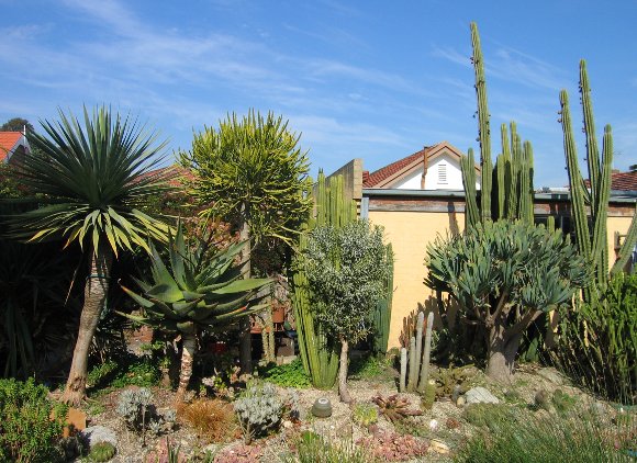 My old Cacti Garden